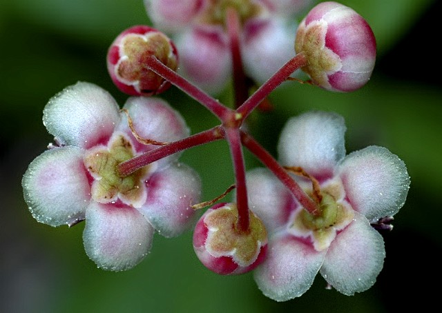 Chimaphila umbellata - Pipsissewa 4blur.jpg